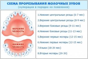 Срок появления зубов у младенца Срок появления зубов у младенца