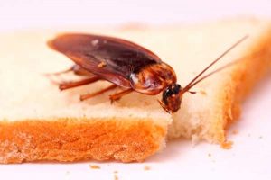 Как самостоятельно избавиться от тараканов в квартире