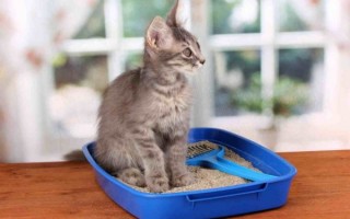Пошаговая инструкция как приучить кошку к лотку