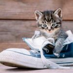 Что делать, когда обувь становится кошачьим лотком