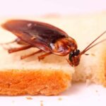5 эффективных способов как избавиться от тараканов в квартире